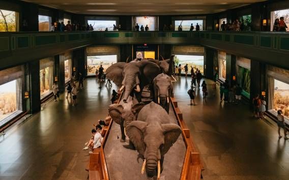 Nowy Jork: Amerykańskie Muzeum Historii Naturalnej