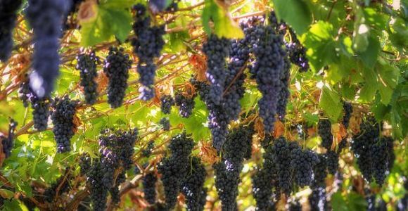 Vénétie : excursion et dégustation d’Amarone