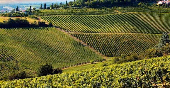 Depuis Pise ou Lucques : demi-journée de dégustation de vin Chianti en Toscane