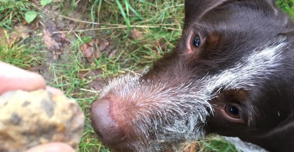 De Gavi : expérience de chasse à la truffe dans le Piémont avec dégustation