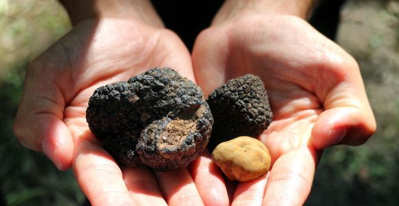 San Gimignano: Truffle Hunting with Lunch & Wine Tasting