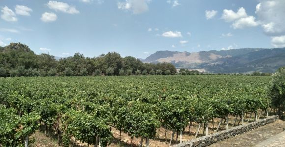 Etna : Dégustation de vin et visite culinaire