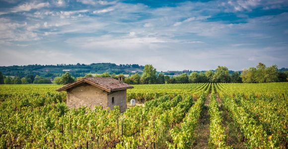 Desde Brescia: experiencia gastronómica y vinícola en Franciacorta