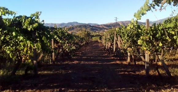Au départ de Taormina : Circuit en petit groupe des vignobles de l'Etna