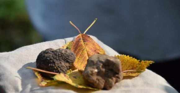 From Turin: Half-Day Truffle Hunting and Lunch in Piedmont
