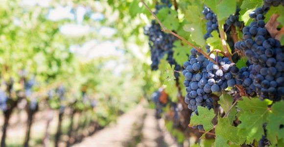 Martina Franca: Verkostung von Wein und lokalen Produkten