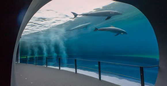 Genoa: Aquarium and FantaCinema Combined Ticket