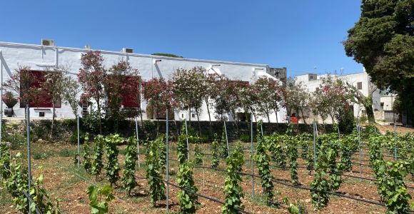 Salento: Winery Tour and Tasting