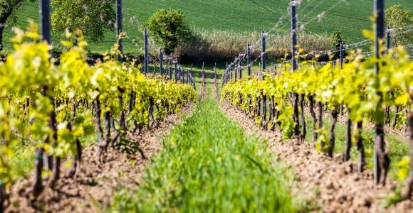 Rimini: Visita a los viñedos de San Valentino con catas de vino DOC