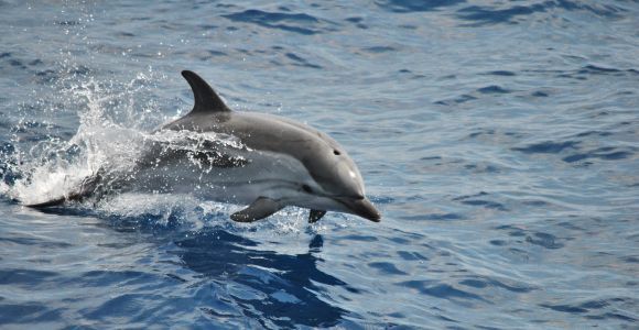 Genua: Pelagos Sanctuary Walbeobachtungstour