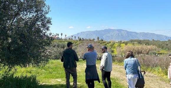Balestrate: Olive Grove Tour with Wine and Olive Oil Tasting