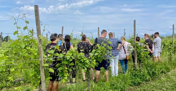 Sirmione : visite du vignoble avec les vins Lugana et dégustations locales
