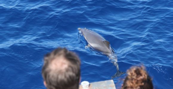 Savona: Pelagos Sanctuary Wildlife Cruise with Guide