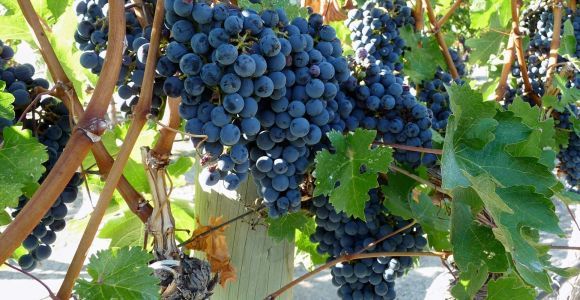 Au départ de Catane : Visite d'une demi-journée de l'Etna et dégustation de vin