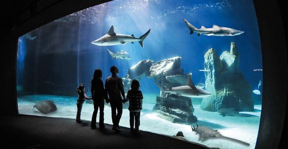 Genua: Aquarium von Genua Eintrittskarte mit Snack