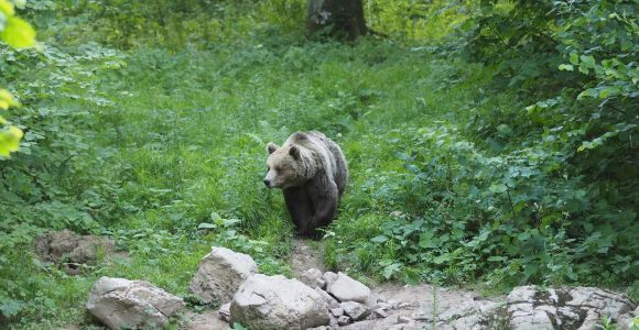Postojna: Excursión de observación de osos con guardabosques y guía local