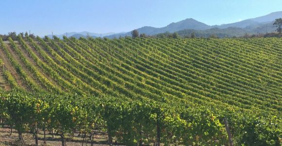 Gavi: visite du vignoble avec dégustation de truffes et de vins